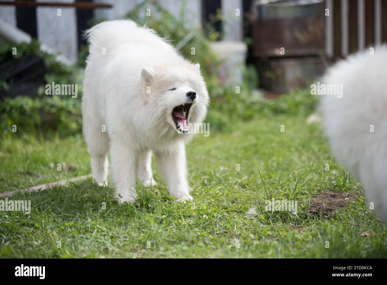 Der Hund bellt im Hof. Der weiße Samoyed-Welpe sitzt im Hof. Hund in der Natur, ein Spaziergang Stockfoto