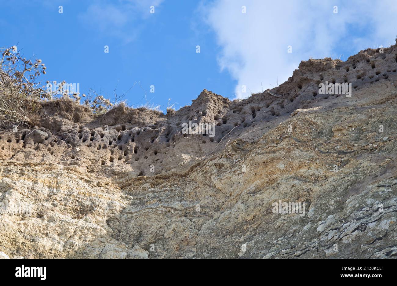 Vogelgräben in den Klippen Stockfoto
