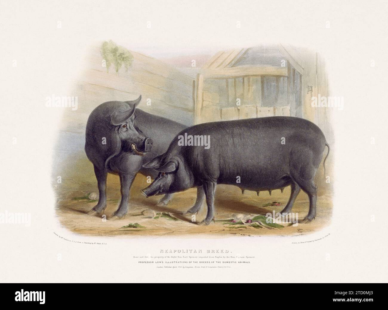 Vintage-Schweinebild aus einem Buch über Haustierrassen Mitte des 19. Jahrhunderts. Stockfoto