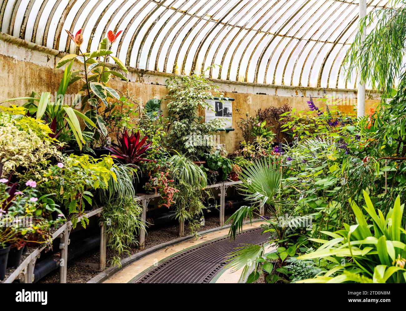 Das Palmenhaus, ein gusseisernes Glashaus, das im 19. Jahrhundert von Charles Lanyon entworfen wurde, befindet sich im Botanischen Garten in der Nähe des Ulster Museums in Belfast Stockfoto