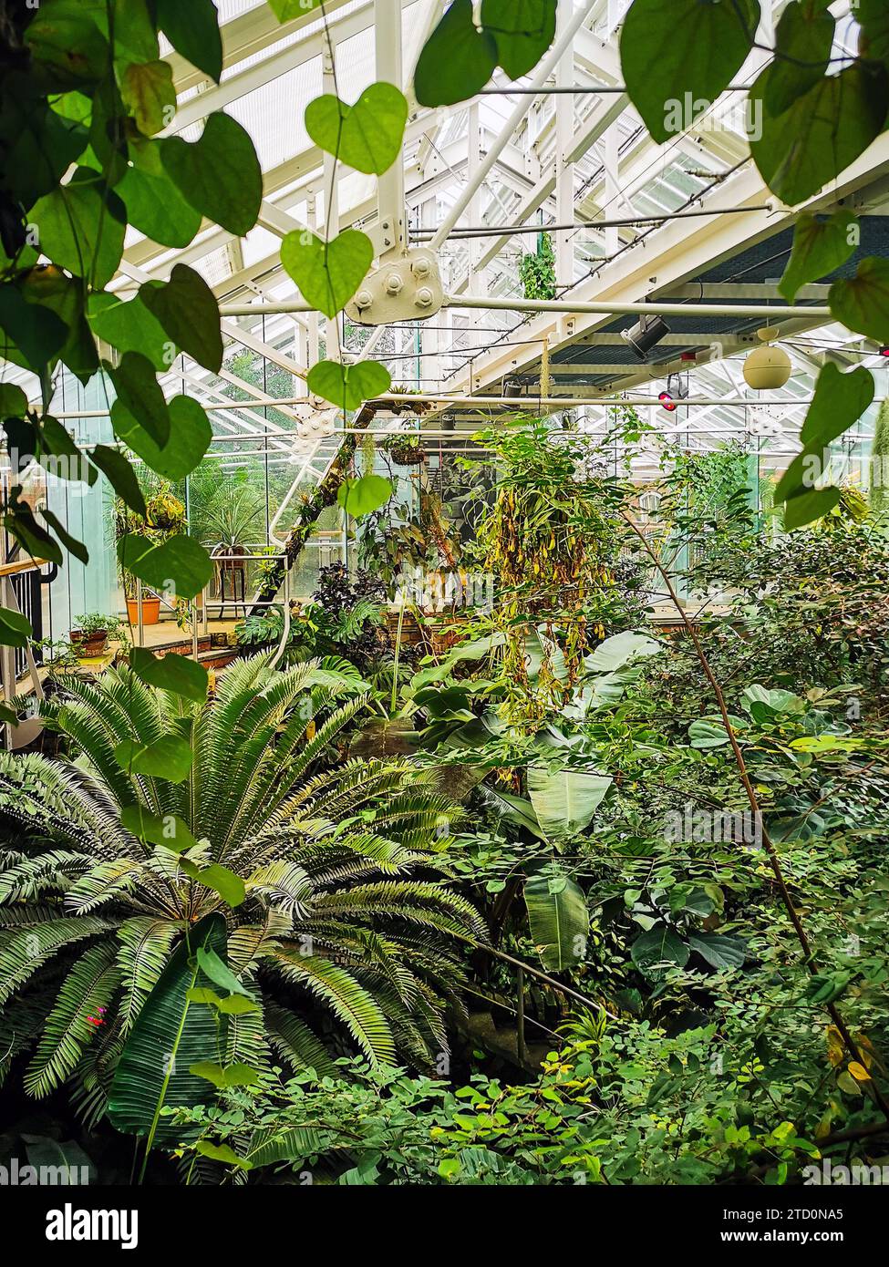 Inneres des Tropical Ravine, Gewächshaus im 19. Jahrhundert mit exotischen und gemäßigten Pflanzen, in den Botanischen Gärten in Belfast, Nordirland Stockfoto