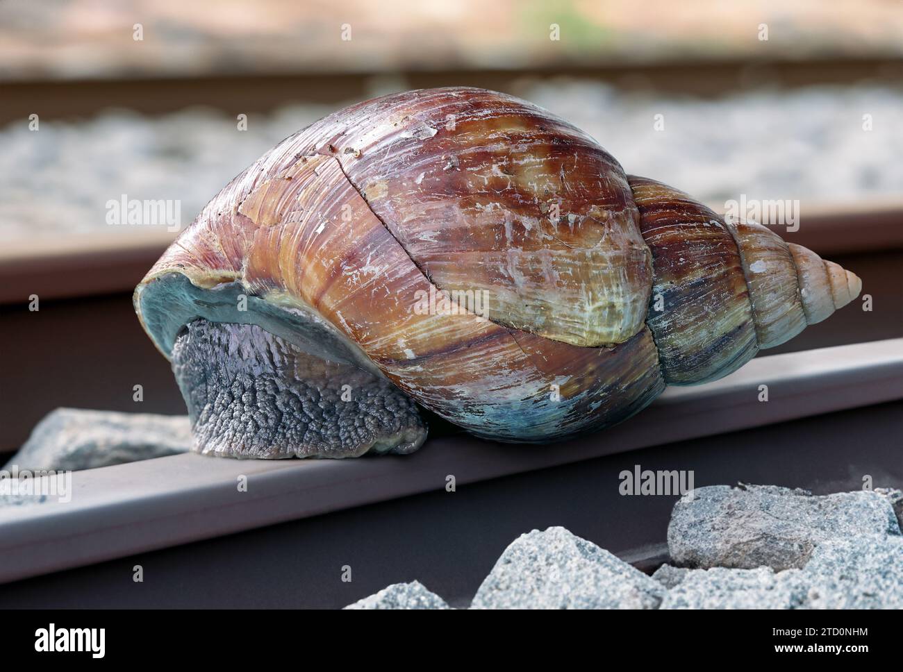 Eine große Schnecke krabbelt auf dem Gleis Stockfoto