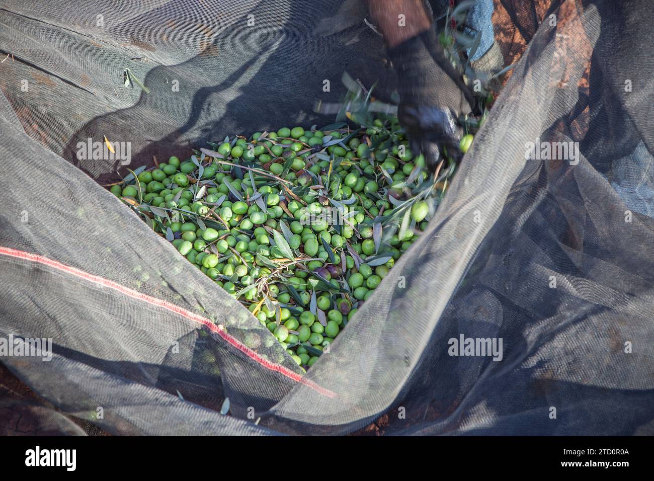 Tagelöhner entfernen Zweige aus dem Oliven-Sammelnetz. Saisonszene der Tafeloliven Stockfoto