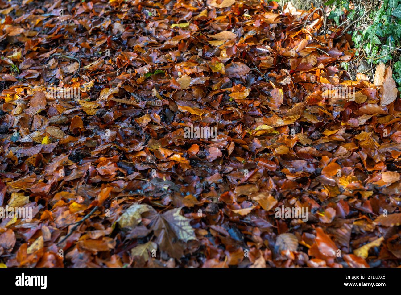 Herbstlicher Blattabfall in Irland. Stockfoto