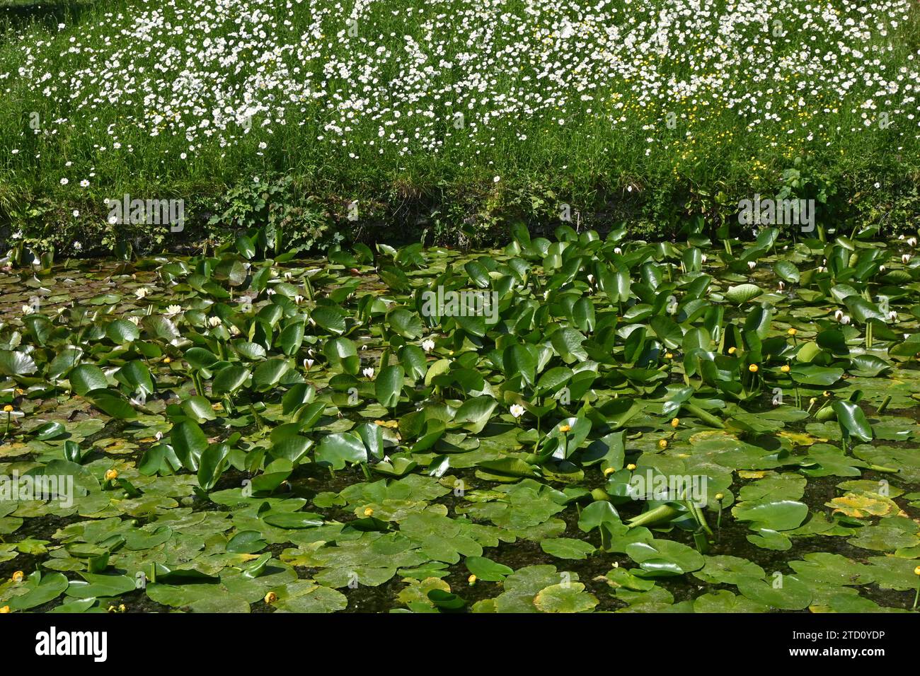 Wasserlilienteich, Kentwell Hall Stockfoto