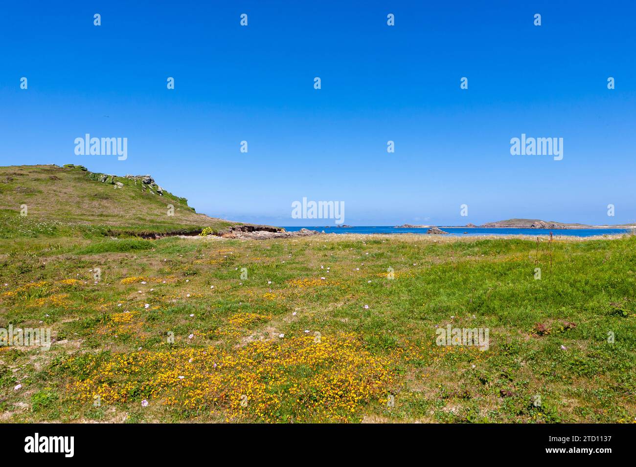 Die unbewohnte Insel Teän, mit wilden Blumen im Vordergrund und Teän Sound und St. Martins Beyond: Isles of Scilly, Großbritannien Stockfoto