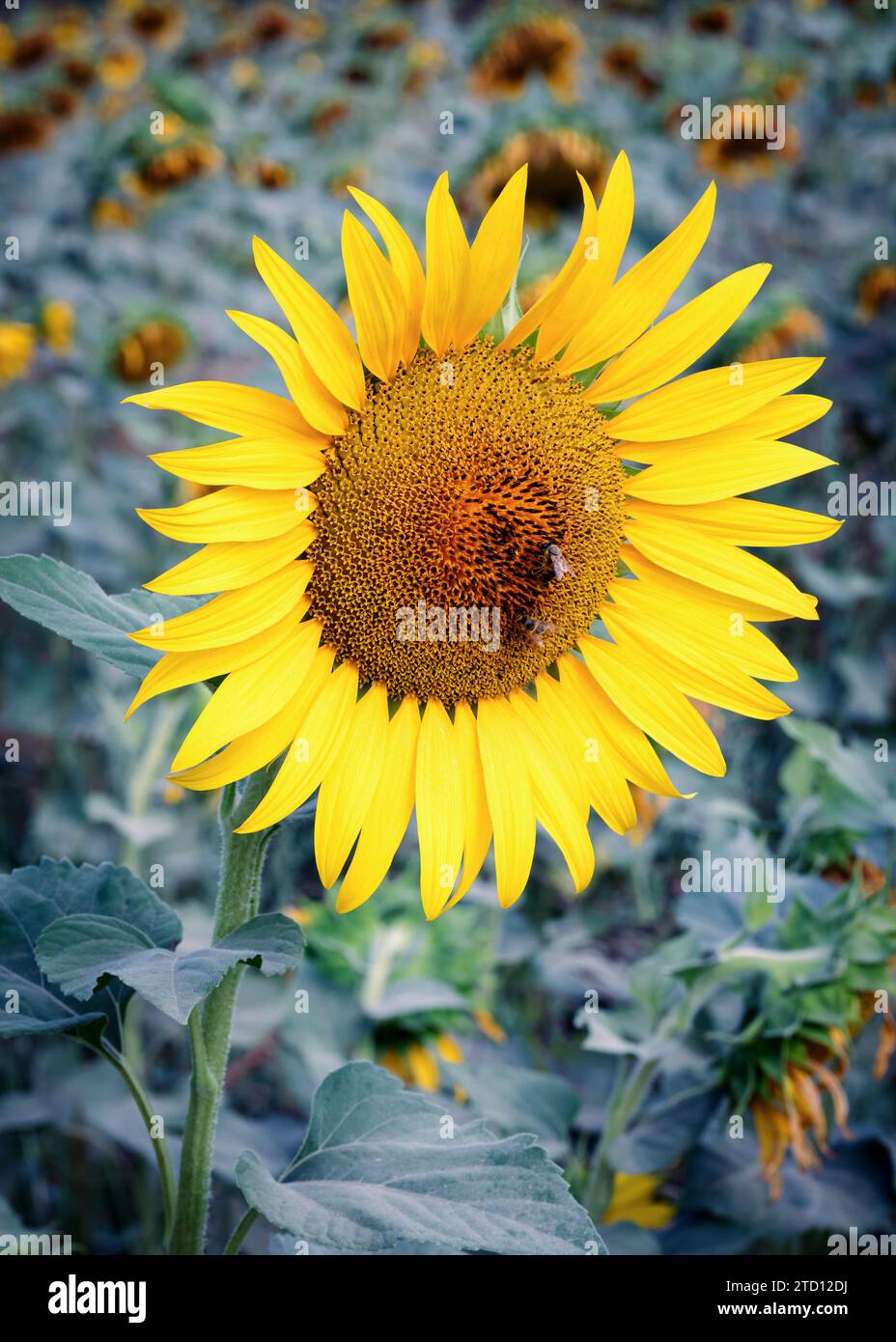 Sonnenblumenfeld mit Biene am Morgen. Selektiver Fokus. Stockfoto