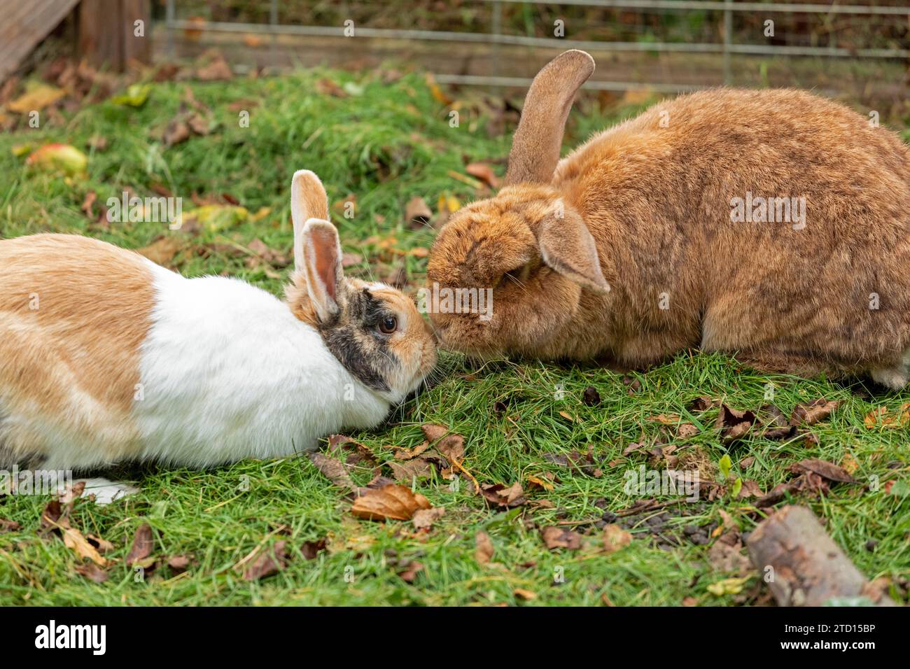 Zwei Kaninchen schnüffeln einander an, Dutch Rabbit, Flamish Rabbit, Kiel, Schleswig-Holstein, Deutschland Stockfoto