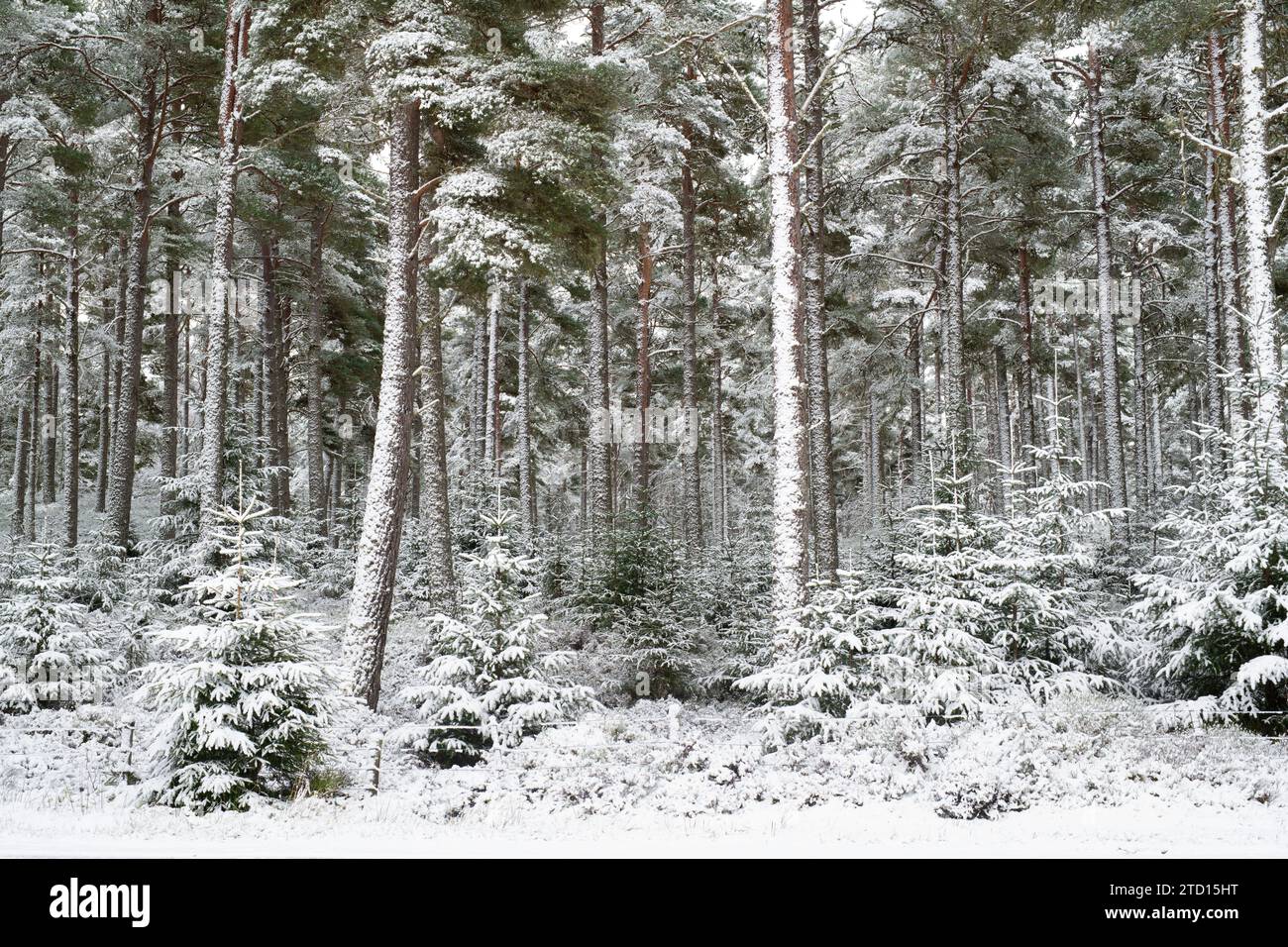 Schneebedeckte Kiefern in einem schottischen Kiefernwald. Speyside, Highlands, Schottland Stockfoto