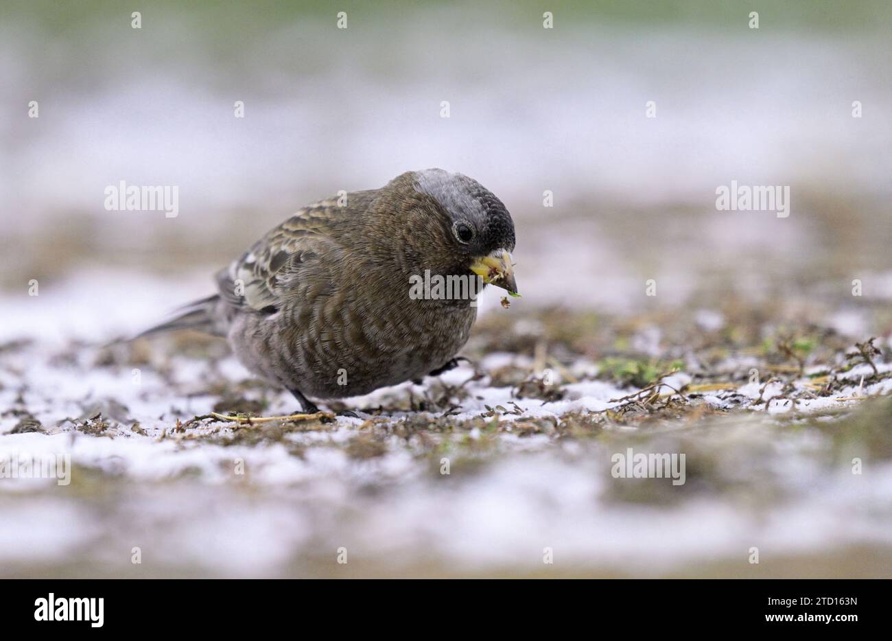 Graukronen-Rosy-Finch (Leukosticte Tephrocotis) auf der Suche am Boden im Herbst. Yaak Valley, Nordwesten von Montana. Stockfoto