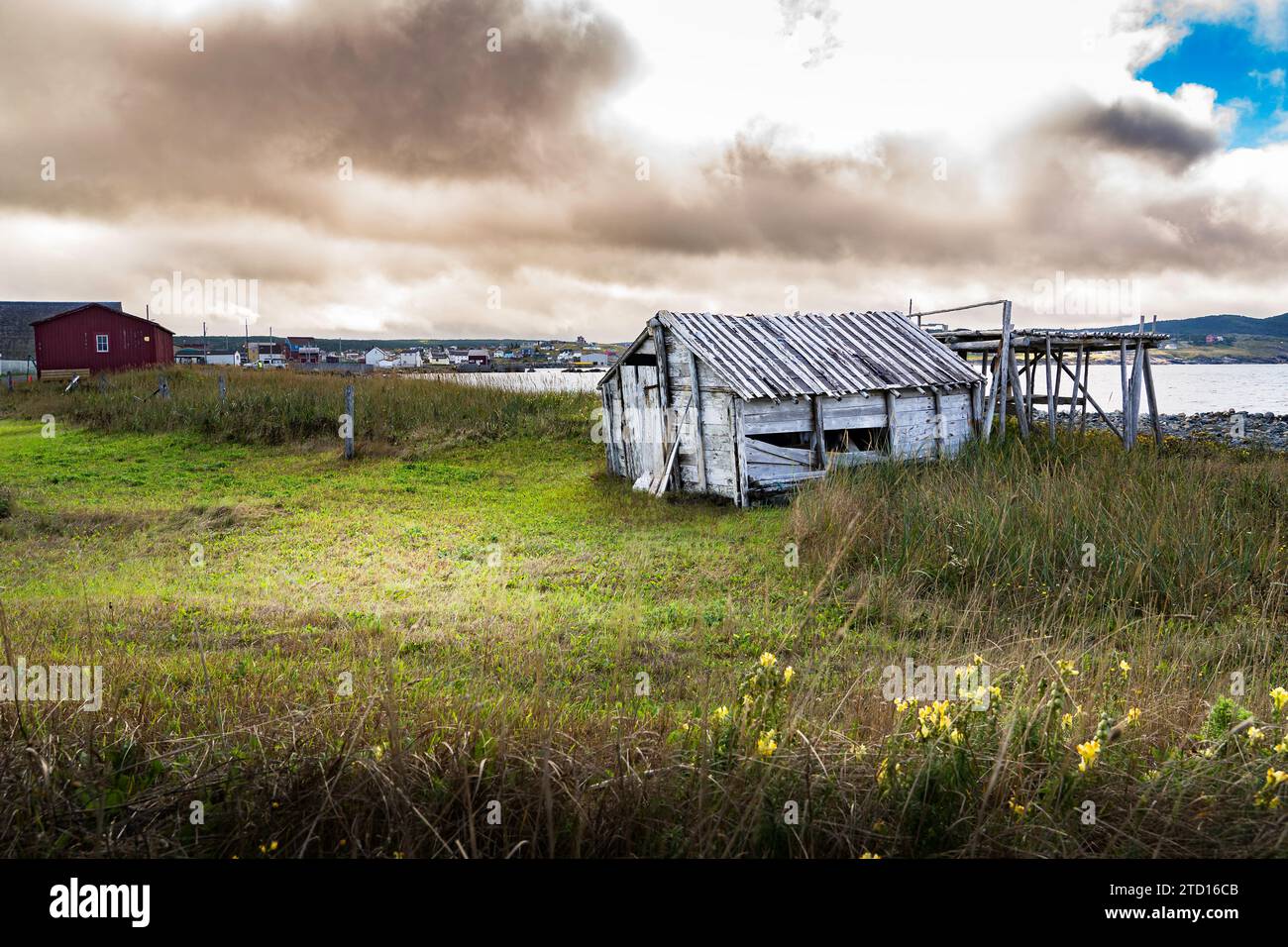 Altes Kabeljau-Trockengestell auf einem grünen Gasfeld mit Blick auf den Atlantik in Bonavista Neufundland Kanada. Stockfoto