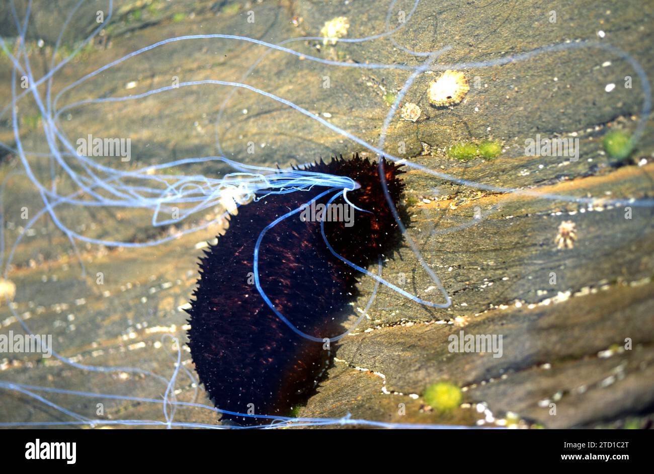 Schwarzseegurke (Holothuria forskali). Dieses Exemplar wirft klebrige Filamente aus dem Anus in Notwehr aus. Dieses Foto wurde in Cap Creus aufgenommen, Giro Stockfoto