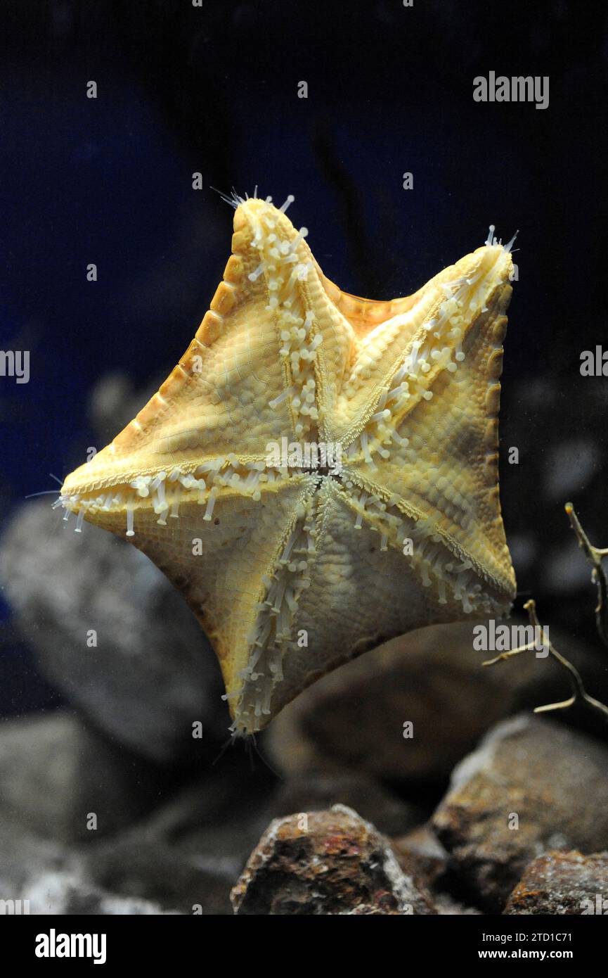 Peltaster placenta oder Goniaster placenta ist ein Seestar, der im Mittelmeer und Atlantik beheimatet ist. Orales Gesicht mit Schlauchfüßen. Stockfoto