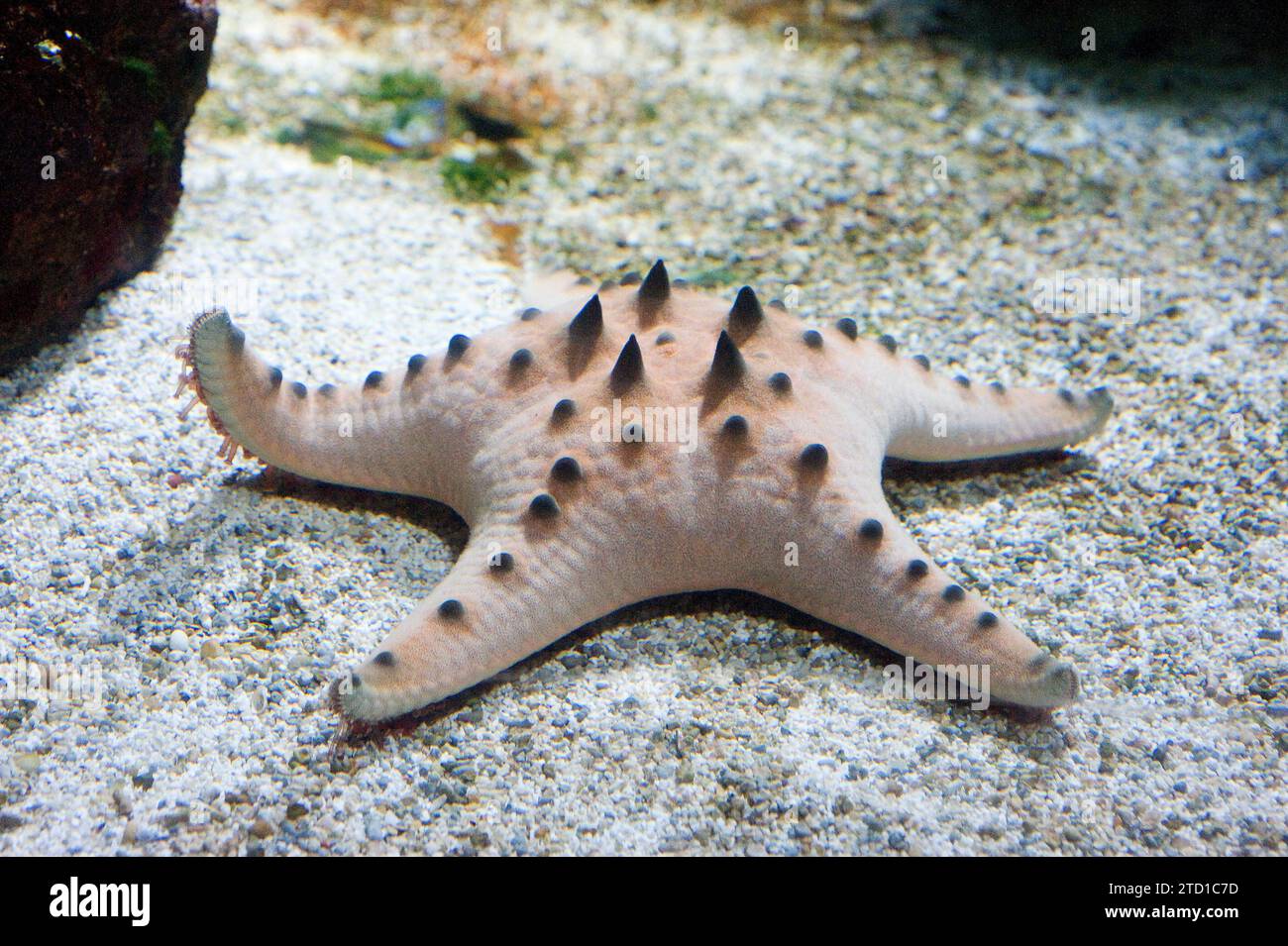 Schokoschnitzel-Seestern (Protoreaster nodosus) ist ein fleischfressiger Seesterne, der im Indo-Pazifik beheimatet ist. Stockfoto