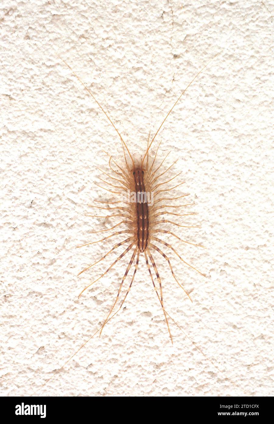 Das Haus Centipede (Scutigera coleoptrata) ist eine Myriapode, die im Mittelmeerraum beheimatet ist. Stockfoto