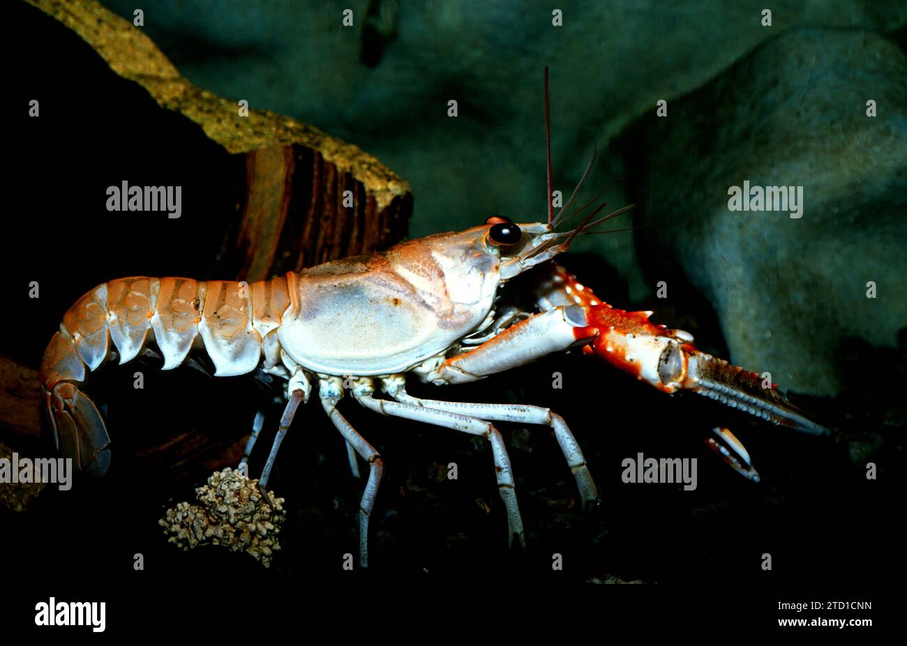 Kaisergranat (Nephrops norvegicus) ist ein essbares Krustentier, das im östlichen Atlantik und im Mittelmeer beheimatet ist. Stockfoto