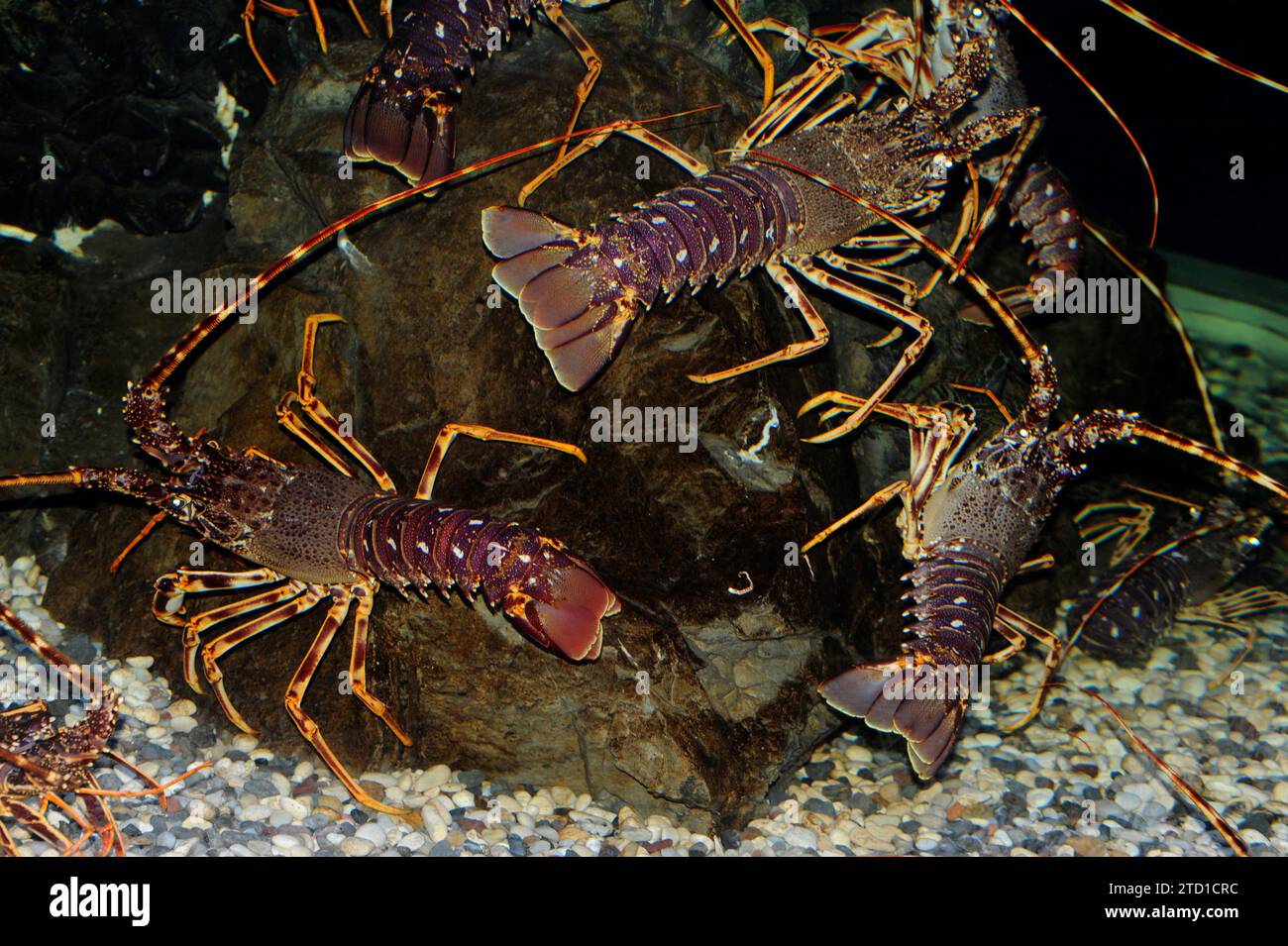 Mediterraner Hummer (Palinurus elephas) ist ein essbares Krustentier, das im Mittelmeer und im östlichen Atlantischen Ozean beheimatet ist. Stockfoto