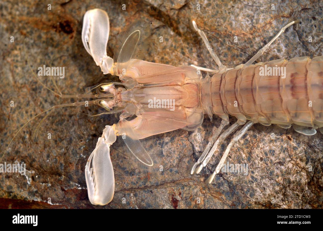 Mantis Garnelen (Squilla Mantis) ist ein essbares Krustentier aus dem Mittelmeer und dem östlichen Atlantischen Ozean. Cephalothorax-Detail. Stockfoto