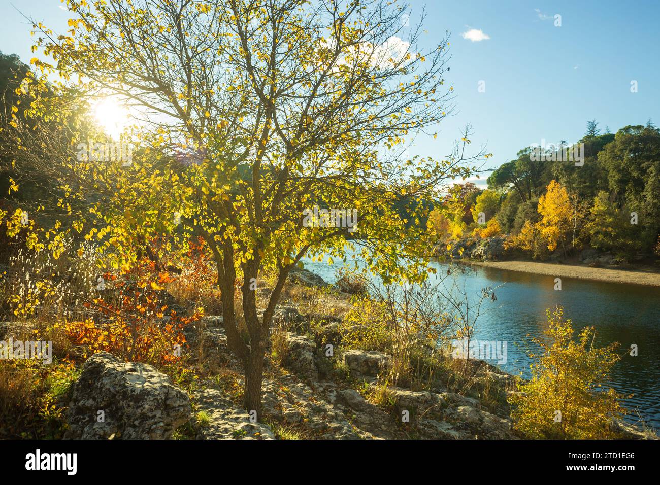 Herbstlandschaft mit bunten Herbstlaub gegen das Licht. Fotografie in der Nähe des Flusses Gardon, Gard, Frankreich Stockfoto