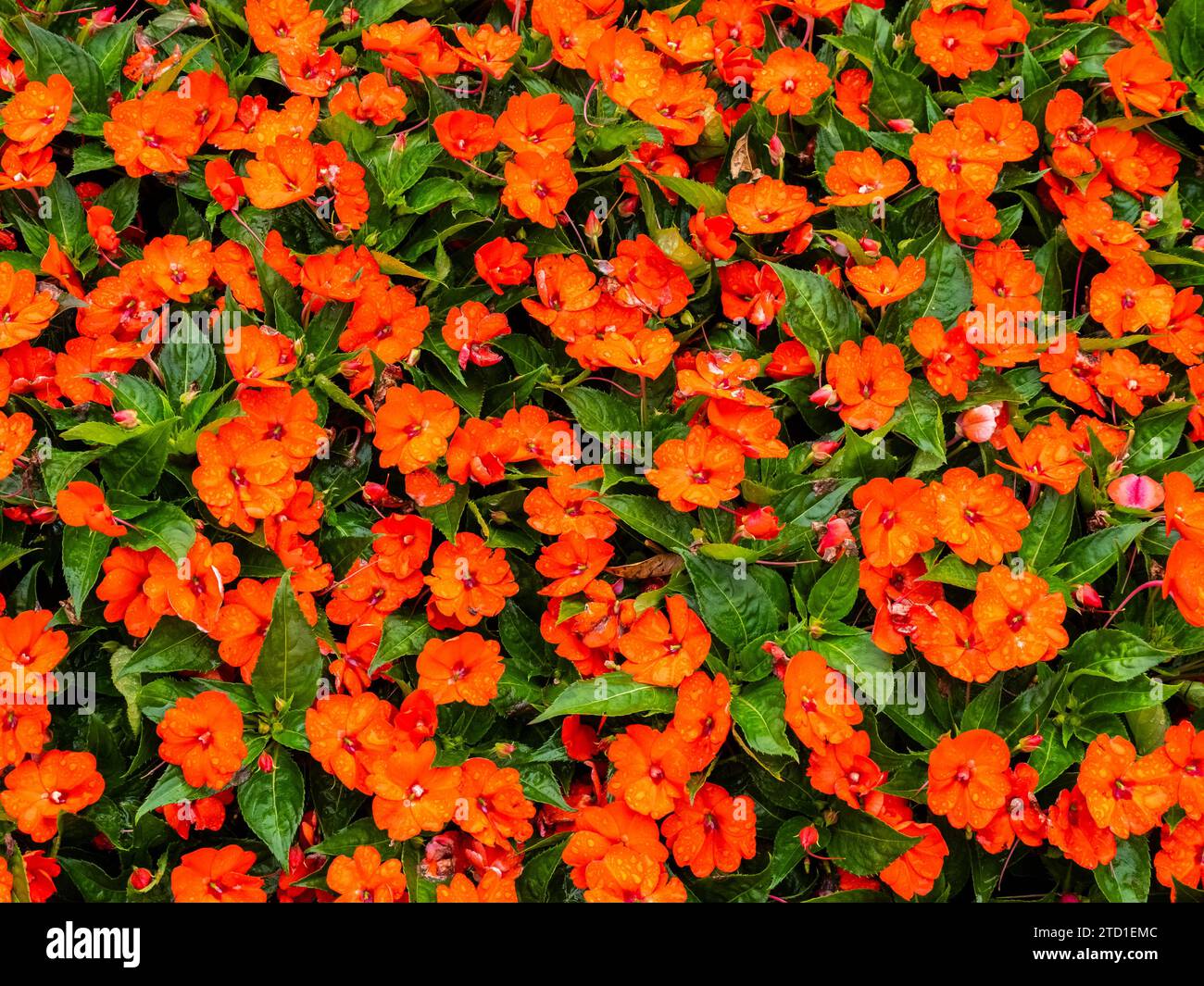 Hintergrund der roten Neuguinea Impatiens Stockfoto
