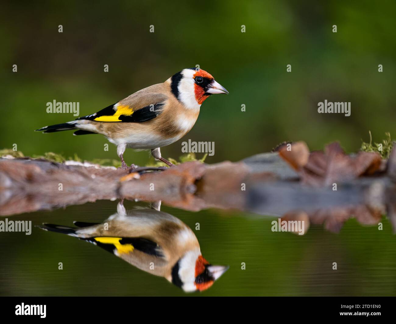 Ein Goldfink, der in einem Gartenpool am Ende des Herbstes/frühen Winters in Mitte Wales auf der Suche ist. Stockfoto