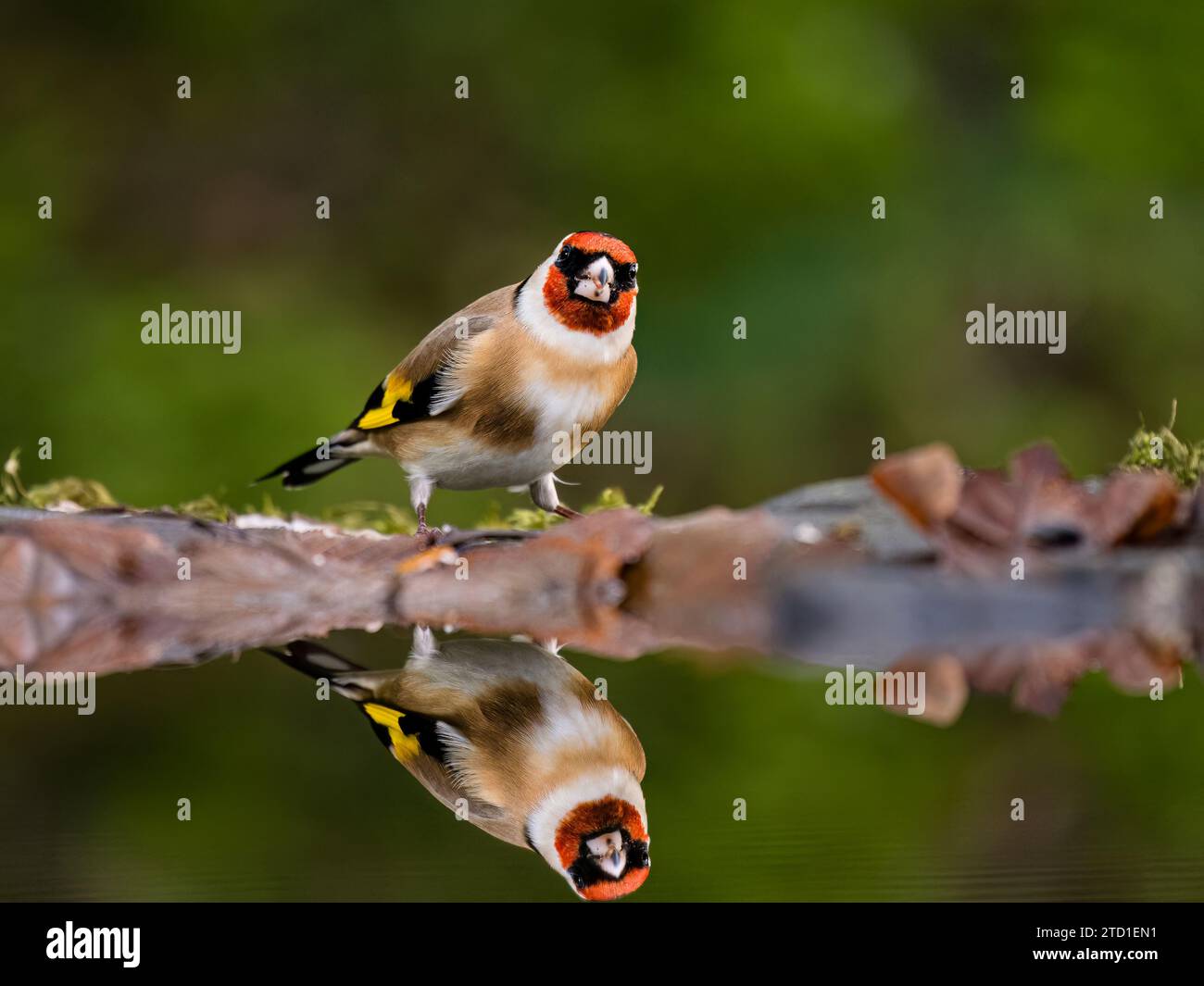 Ein Goldfink, der in einem Gartenpool am Ende des Herbstes/frühen Winters in Mitte Wales auf der Suche ist. Stockfoto