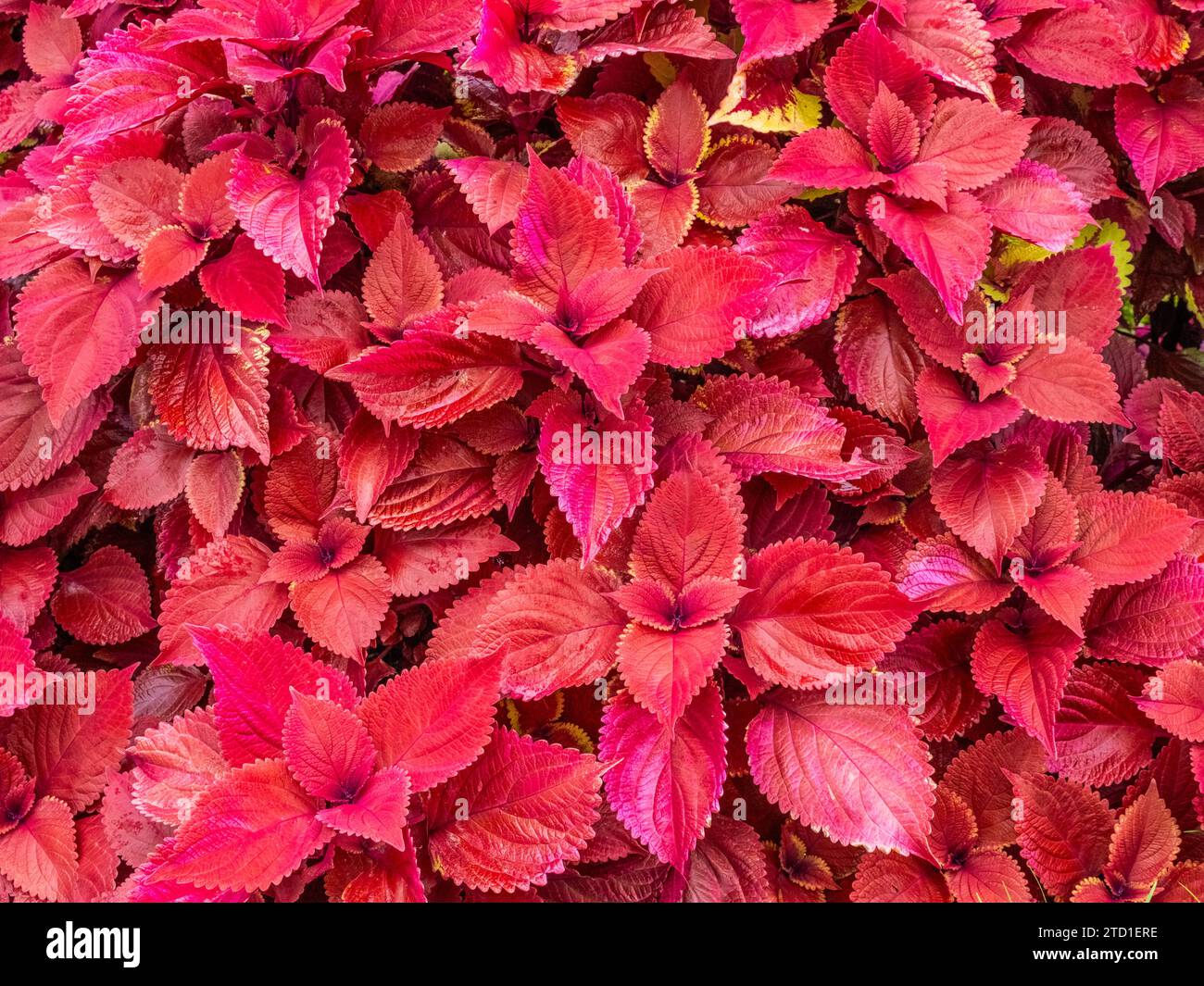 Red Coleus, auch bekannt als Common Coleus oder gemalte Brennnessel Stockfoto