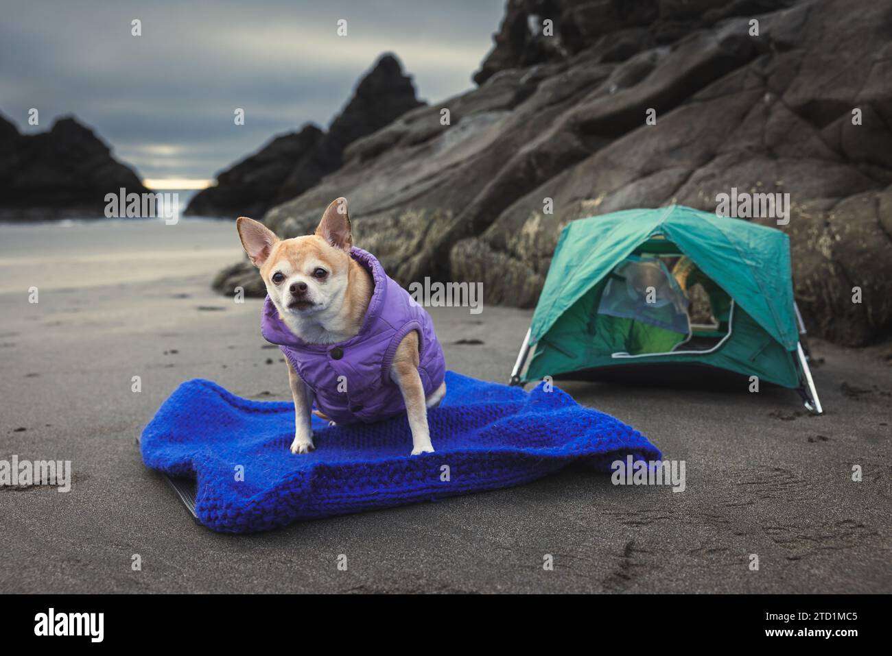 Chihuahua und ein kleines Zelt für ein Reise-Camping-Konzept mit Seestapel und Sand an der Westküste der USA. Stockfoto