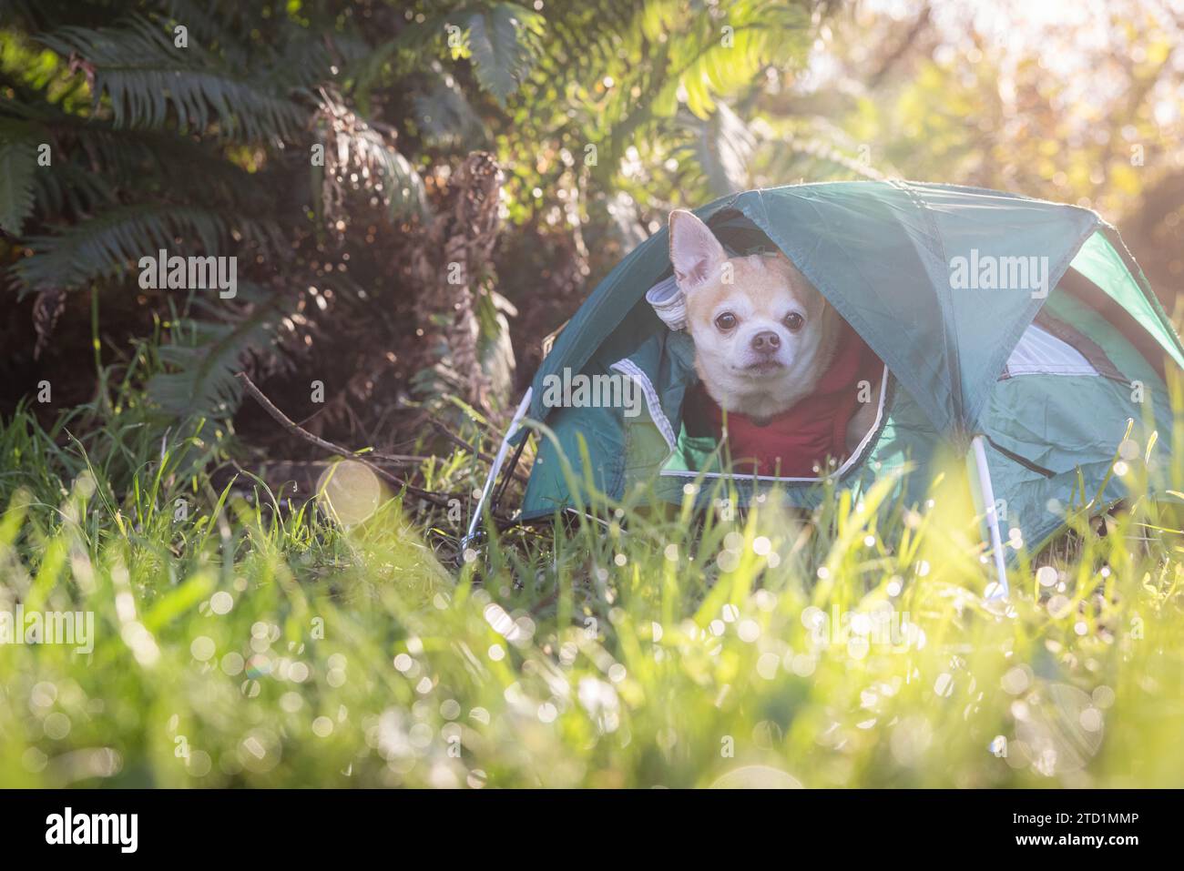 Chihuahua und ein kleines Zelt für ein Reise-Camping-Konzept im Wald Stockfoto