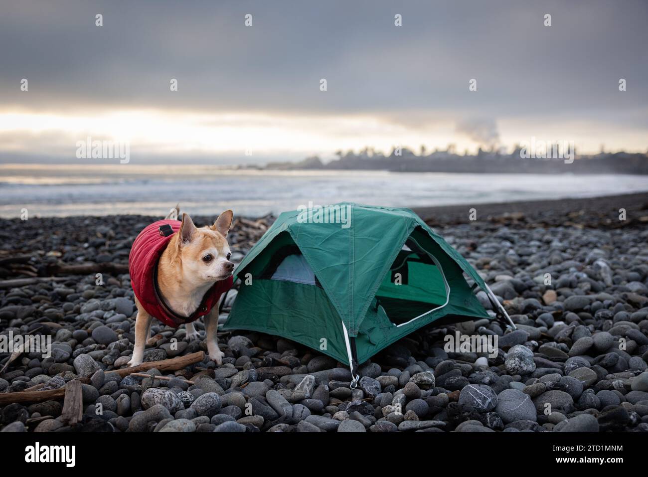 Chihuahua und ein kleines Zelt für einen Reisespeicher in der Nähe von Brookings, Oregon. Stockfoto