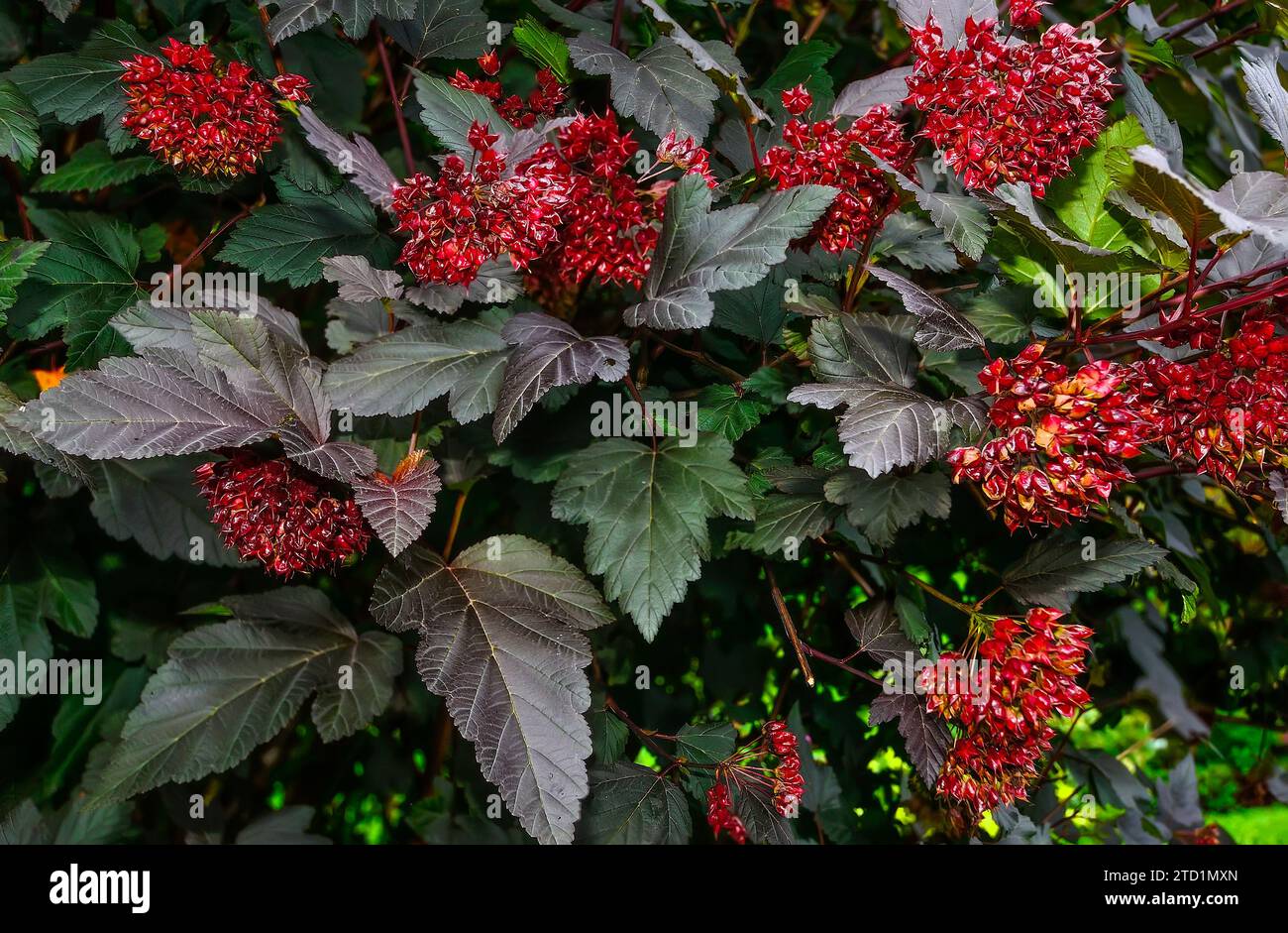 Farbenfroher Ninebark oder Physocarpus opulifolius mit violetten Blättern und roten Früchten - schöner dekorativer mehrjähriger Laubbusch im Sommergarten, Clos Stockfoto
