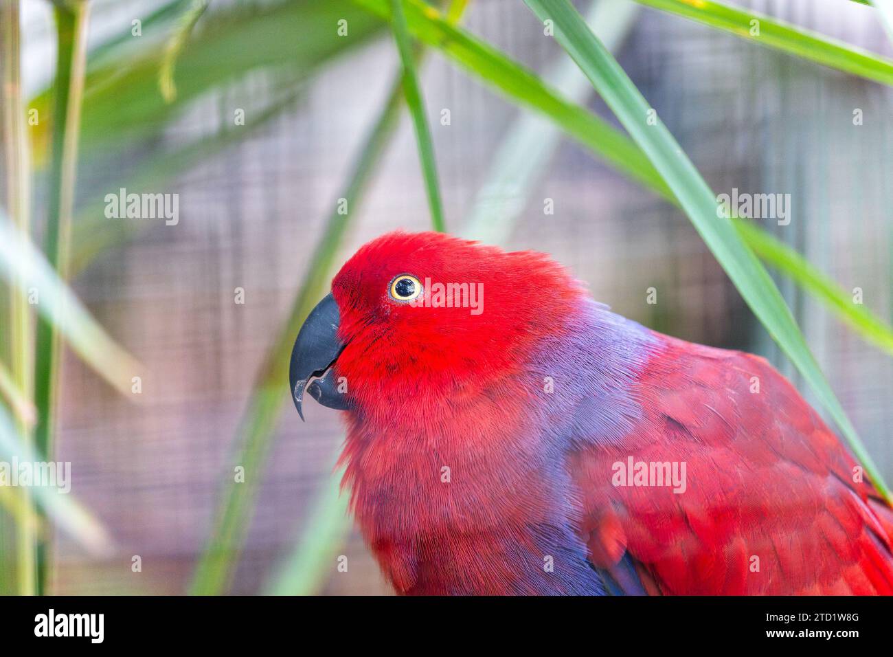 Der prächtige Eclectus Parrot (Eclectus roratus), der in den Regenwäldern von Ozeanien beheimatet ist, besticht durch sein lebendiges Gefieder. Das ist intelligent und ch Stockfoto