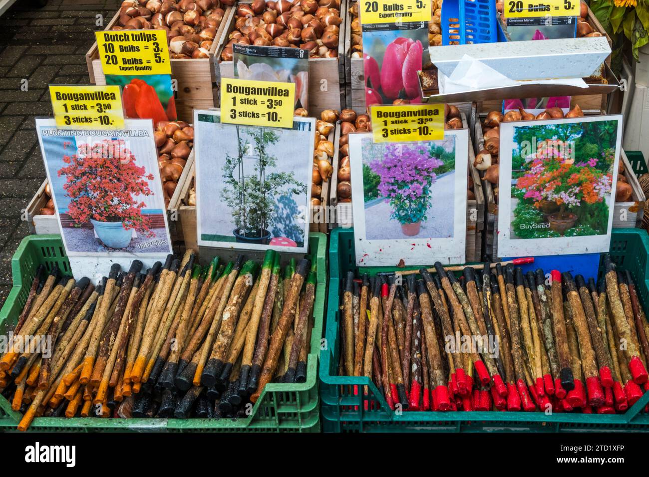 Stöcke von Bougainvillea zum Verkauf auf dem Blumenmarkt, Singel, Amsterdam. Stockfoto