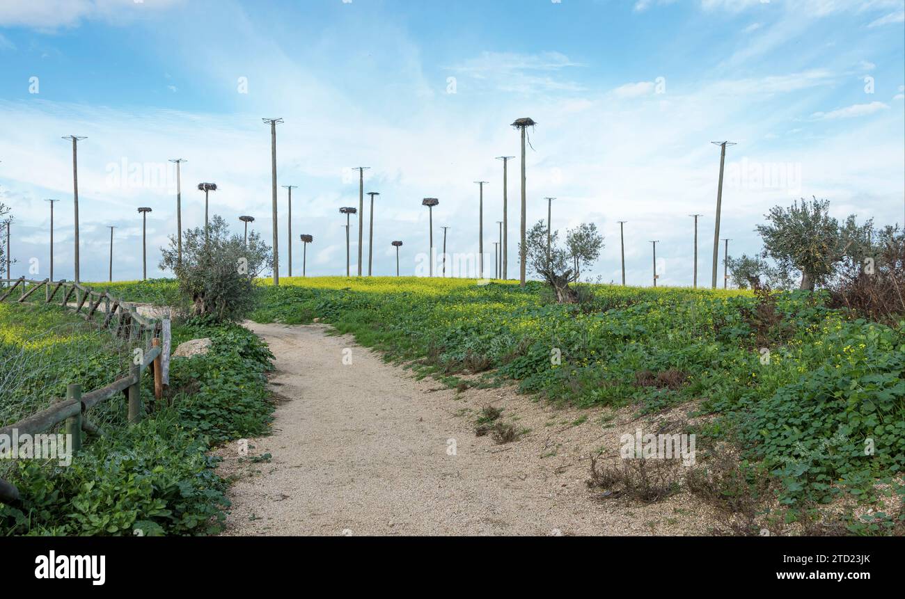 Pfad, der nach oben in Richtung eines Störchens mit vielen Stangen führt, die für Störche zum Nisten eingesetzt werden Stockfoto