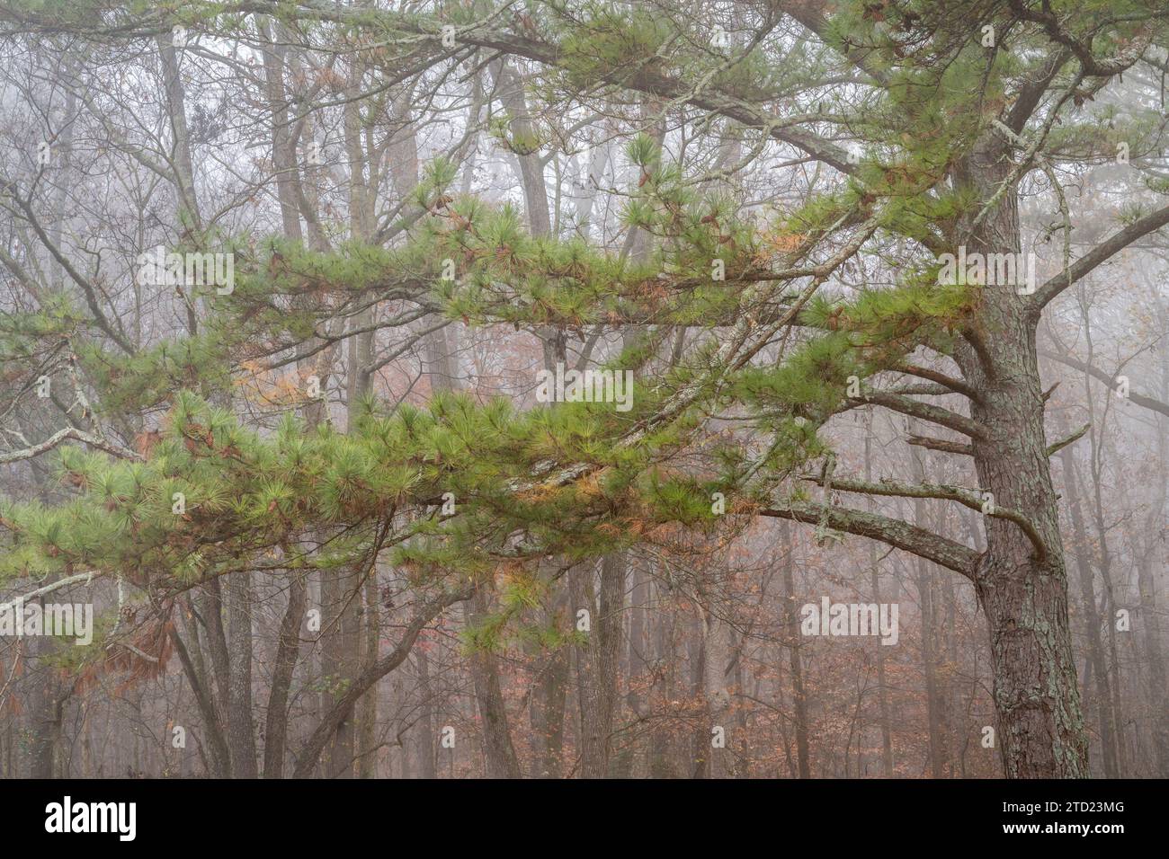 Kiefer im Nebel am Ufer des Tennessee River - Novembermorgen im Colbert Ferry Park, Natchez Trace Parkway, Alabama Stockfoto