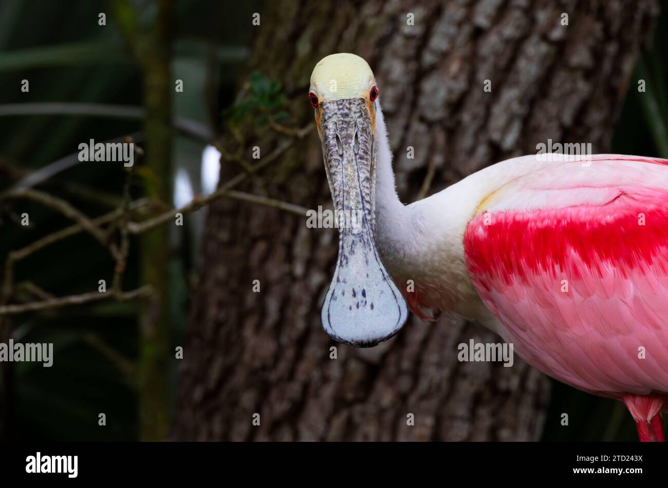 Der direkte Blick auf den Roseate Löffelschnabel ist ein natürlicher, humorvoller Glanz. Die Lage ist Florida, St. Johns County, Usa Stockfoto