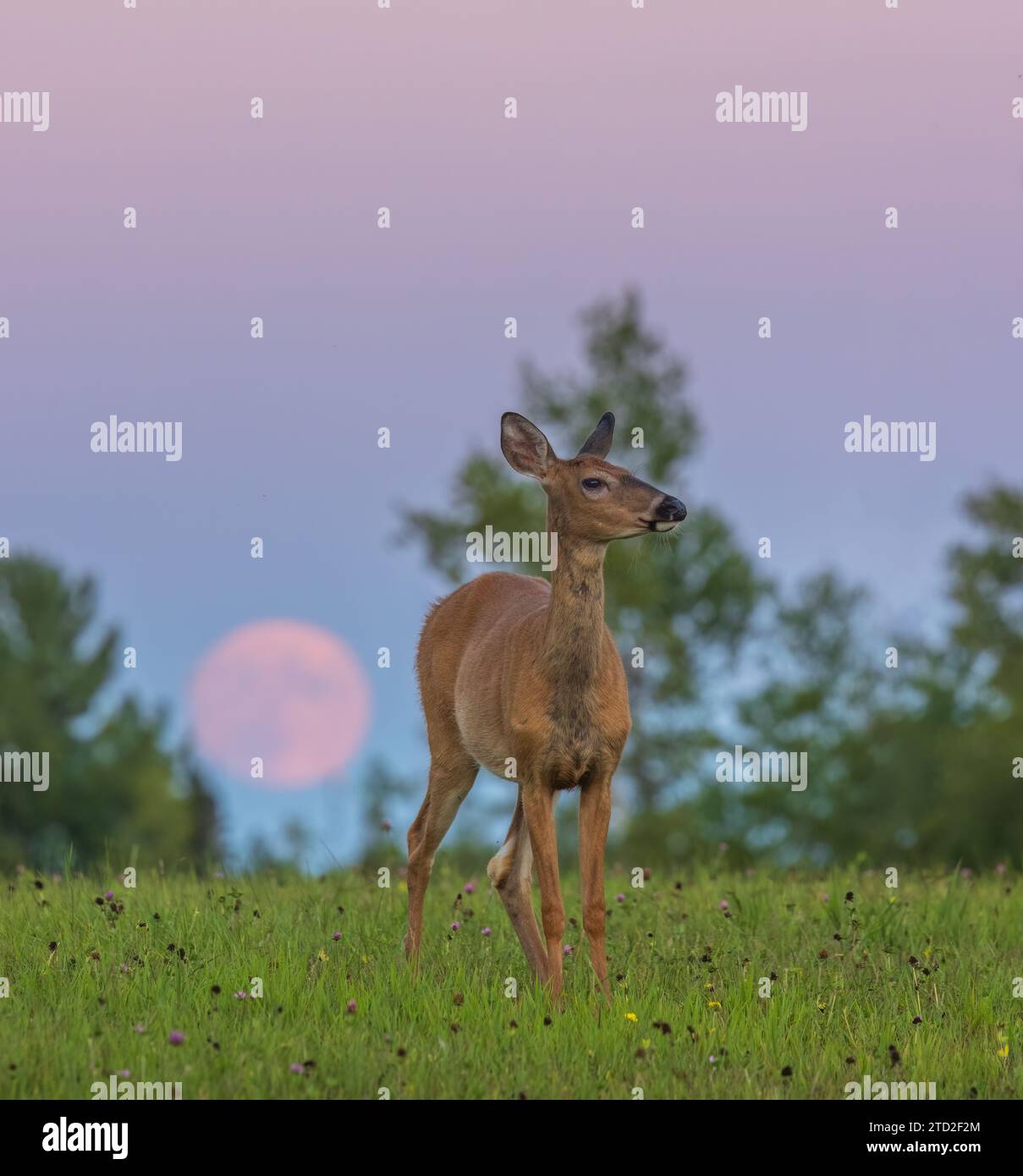 Eine Rehkuh steht in einem nördlichen Wisconsin-Feld, während der Mond im August hinter ihr aufsteigt. Stockfoto