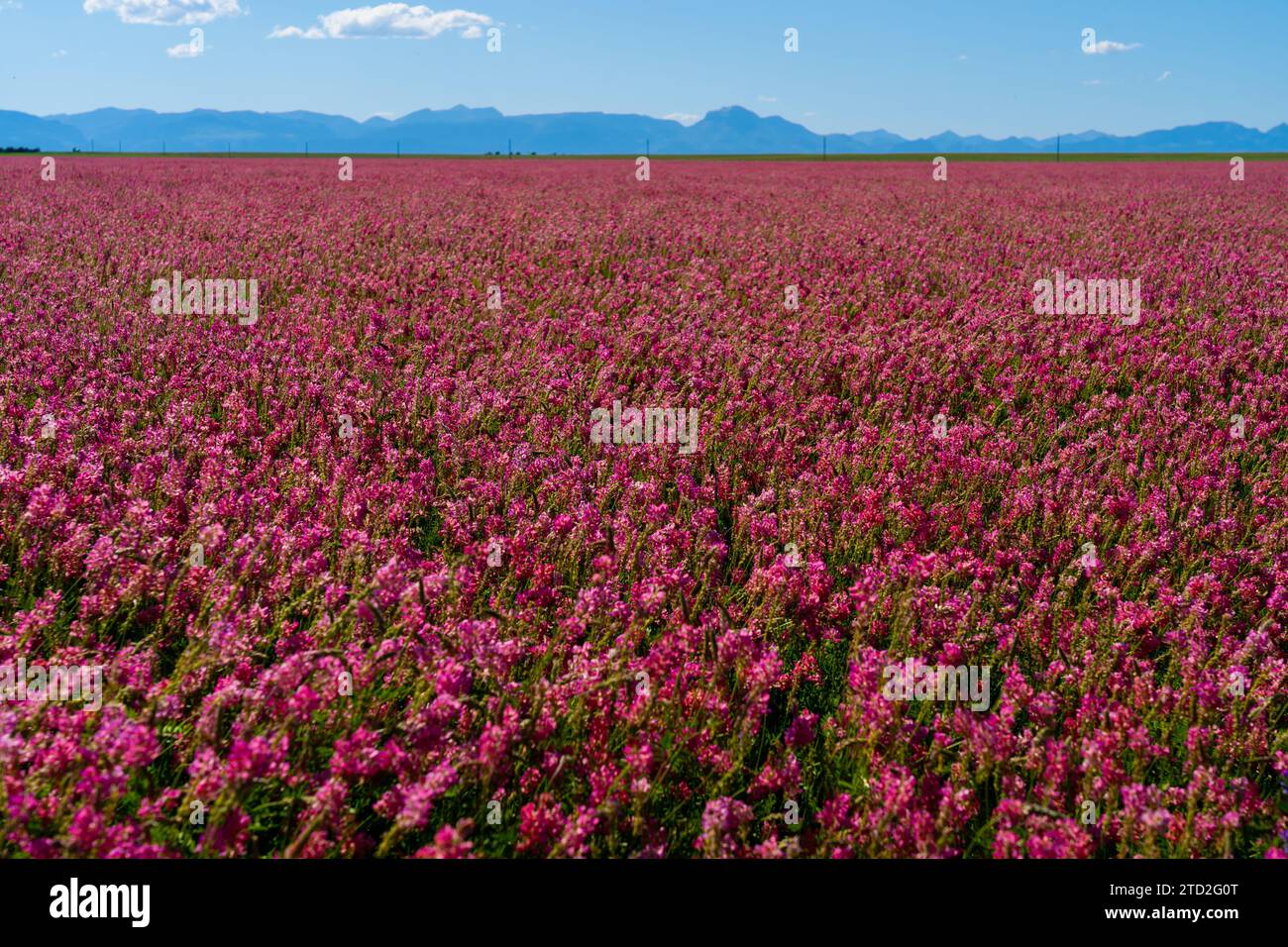 Rosa Farbe Sainfoin Field mit Mountain Range im Hintergrund in Montana, USA. Stockfoto