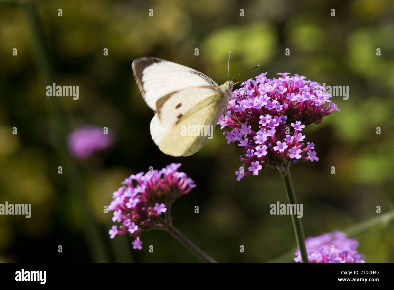 Ein weißer Kohl-Schmetterling, der auf einer violetten Verbene-Blume ruht Stockfoto Ein weißer Kohl-Schmetterling, der auf einer violetten Verbene-Blume ruht Stockfoto