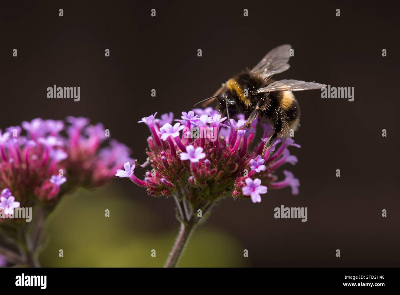 Eine Hummel, die sich von einer violetten Verbene ernährt und leicht mit Pollen bestäubt ist Stockfoto Eine Hummel, die sich von einer violetten Verbene ernährt und leicht mit Pollen bestäubt ist Stockfoto