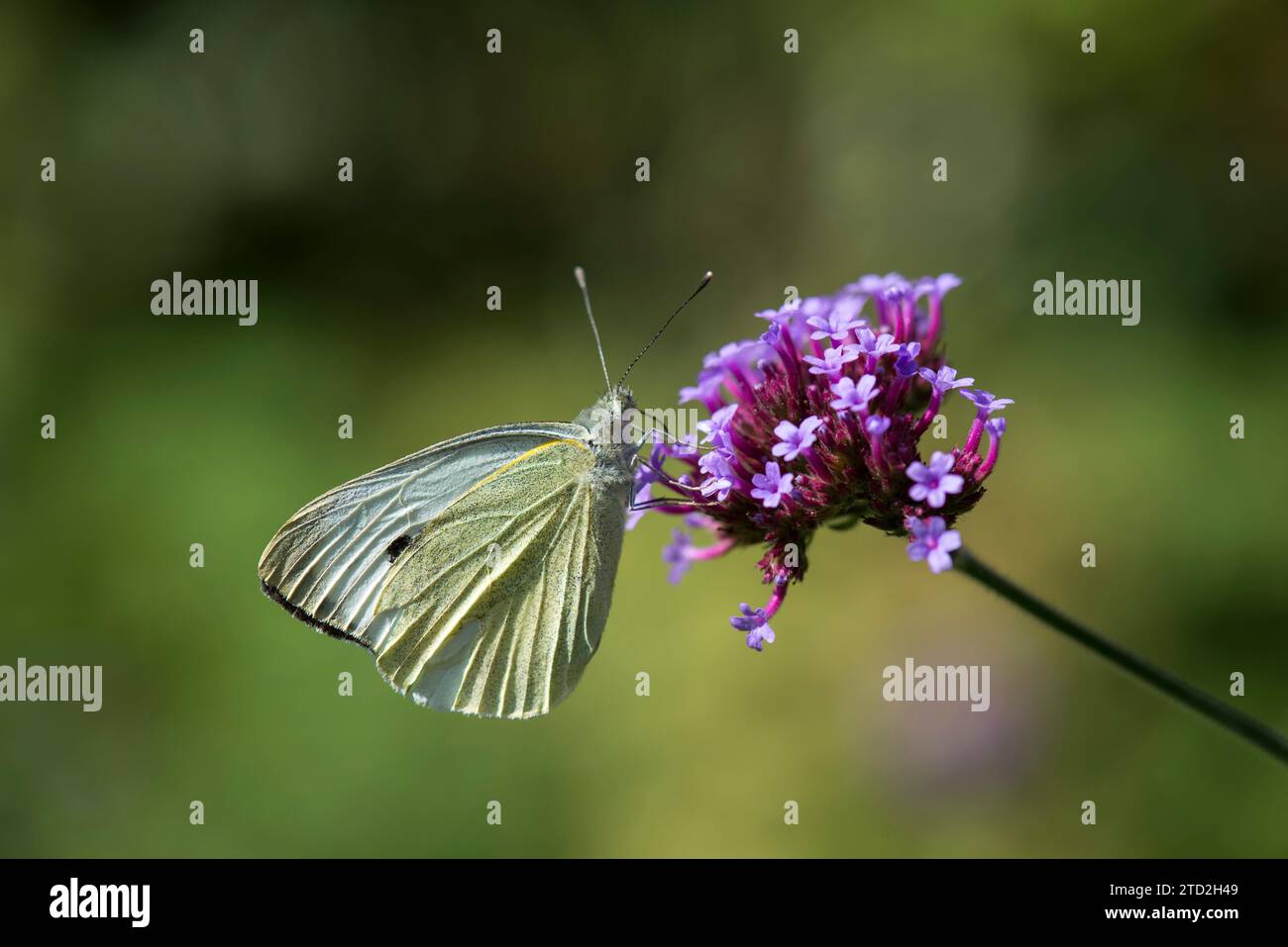 Ein weißer Kohl-Schmetterling, der auf einer violetten Verbene-Blume ruht Stockfoto Ein weißer Kohl-Schmetterling, der auf einer violetten Verbene-Blume ruht Stockfoto