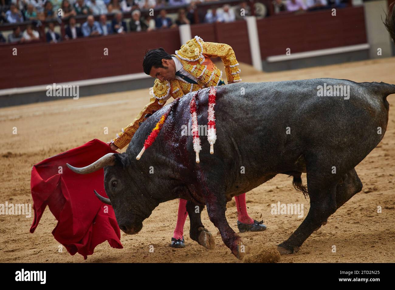 Madrid, 06.04.2023. Las Ventas Stierkampfarena. Stierkampf auf der Messe San Isidro. Victorino-Stiere für die Matadoren Paco Ureña und Emilio de Justo. Foto: Guillermo Navarro. ARCHDC. Quelle: Album / Archivo ABC / Guillermo Navarro Stockfoto