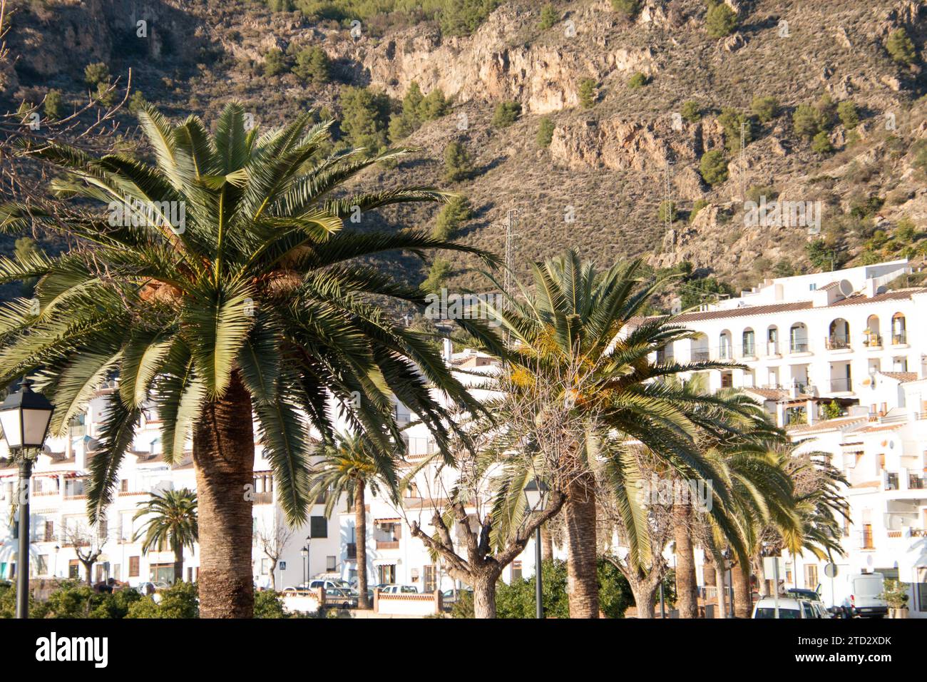 Palmen mit Häusern und Bergen im Hintergrund Frigiliana Spanien Copyright: XKristianxTuxenxLadegaardxBergx IMG 1377 Stockfoto
