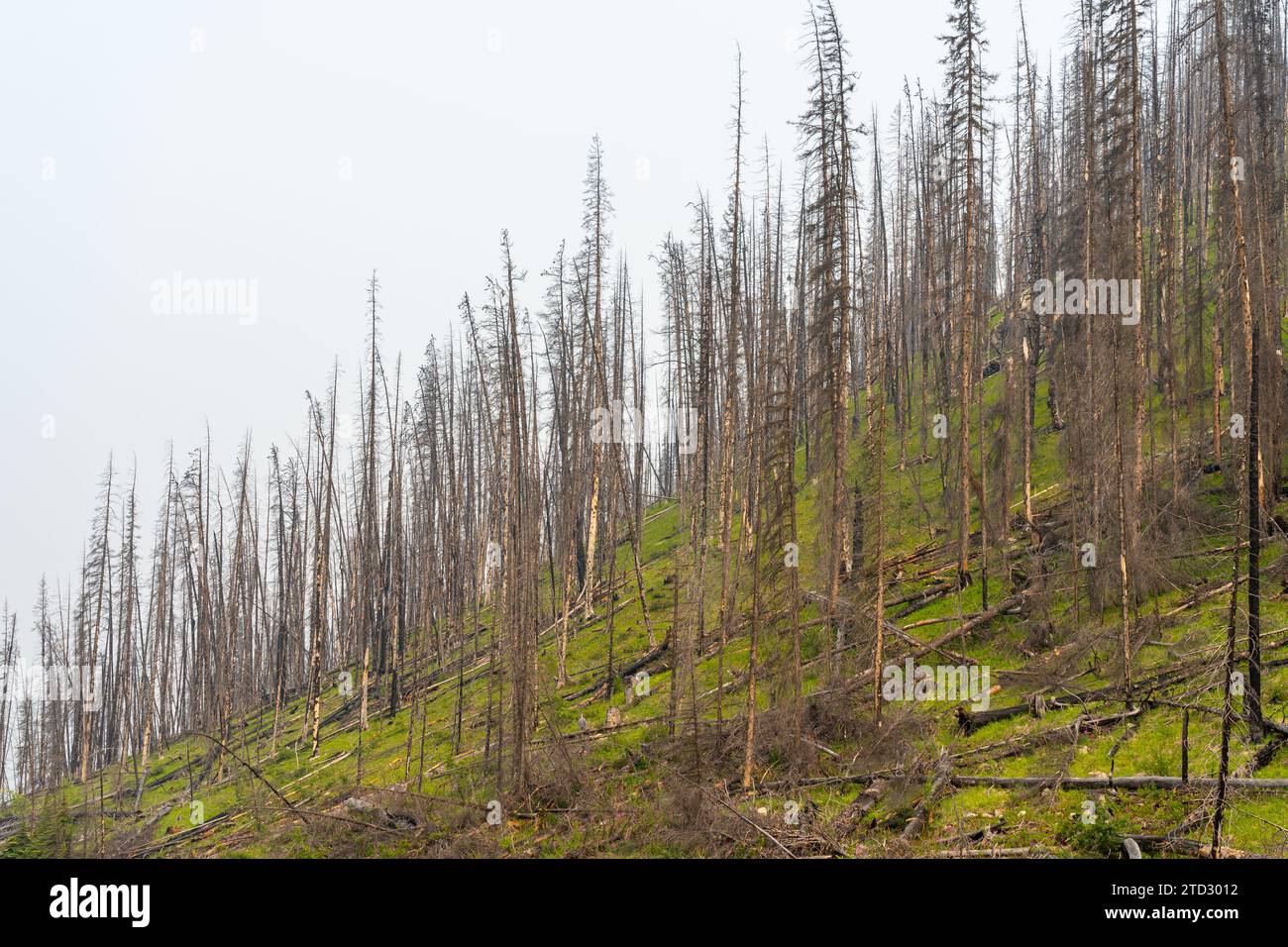 Verbrannte tote Bäume nach einem Waldbrand in Alberta, Kanada. Stockfoto