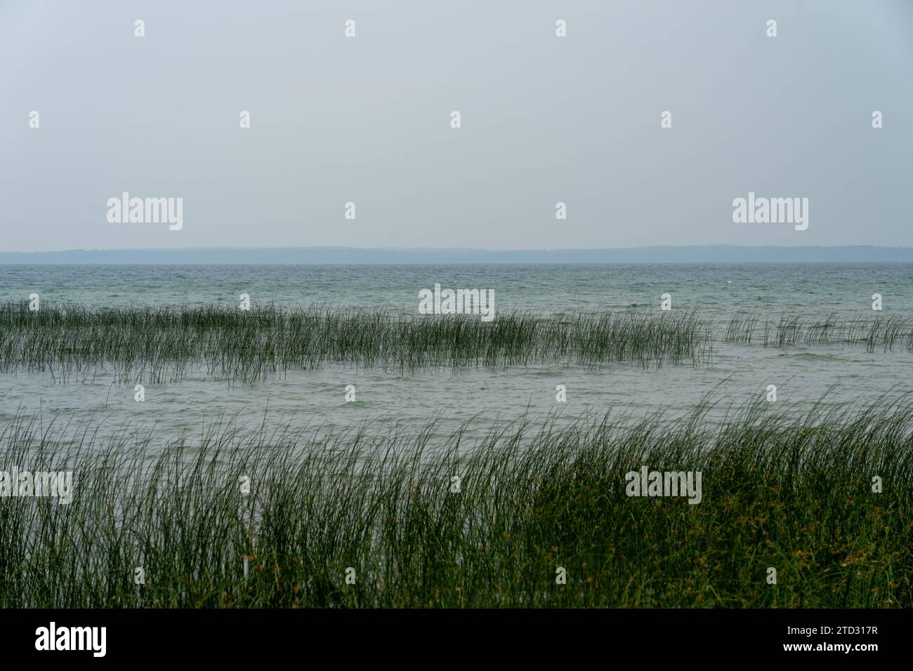 Die Feuchtgräser entlang der Ufer in einem See im Sommer. Stockfoto