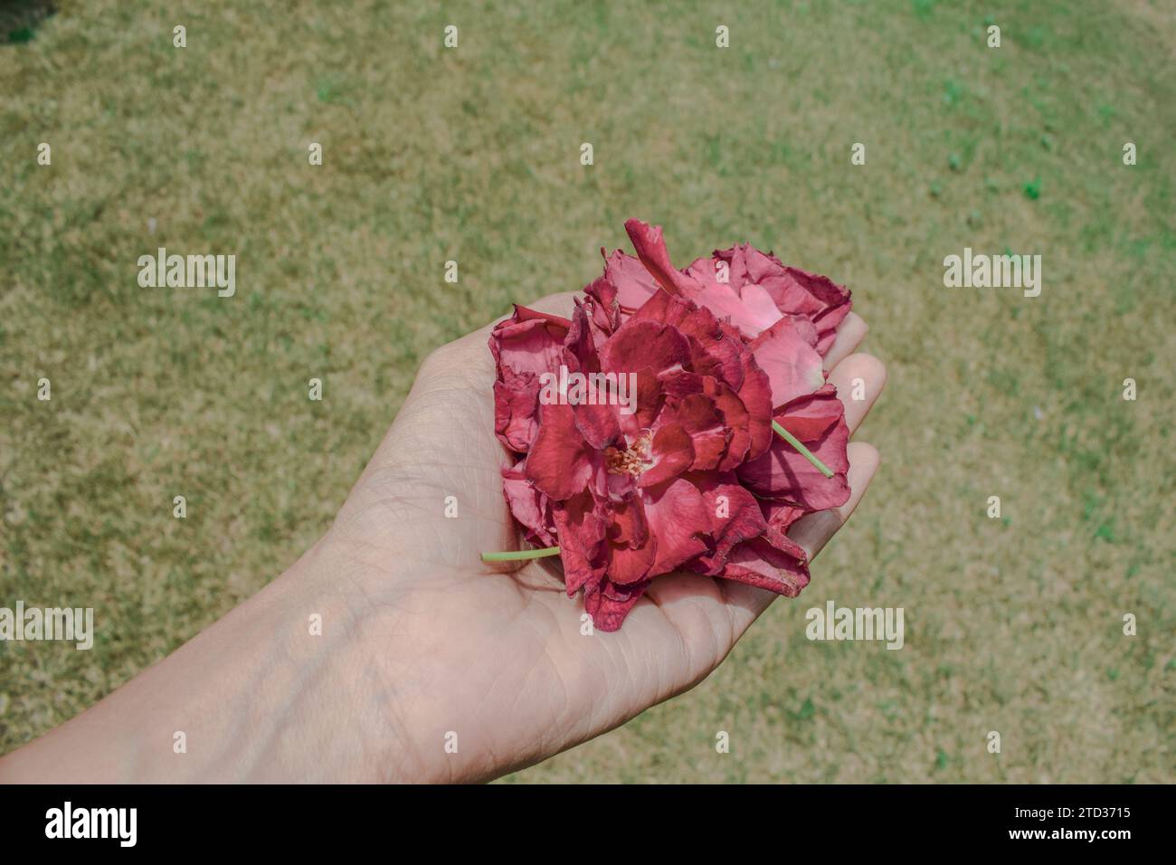 Weibchen, das viele Haufen Desi Gulab oder indische Rosen in der Hand hält. Indische duftende Rosen Stockfoto
