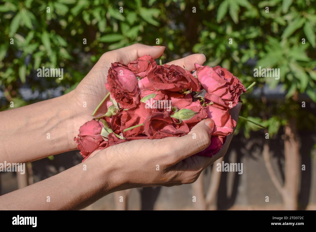 Weibchen, das viele Haufen Desi Gulab oder indische Rosen in der Hand hält. Indische duftende Rosen Stockfoto