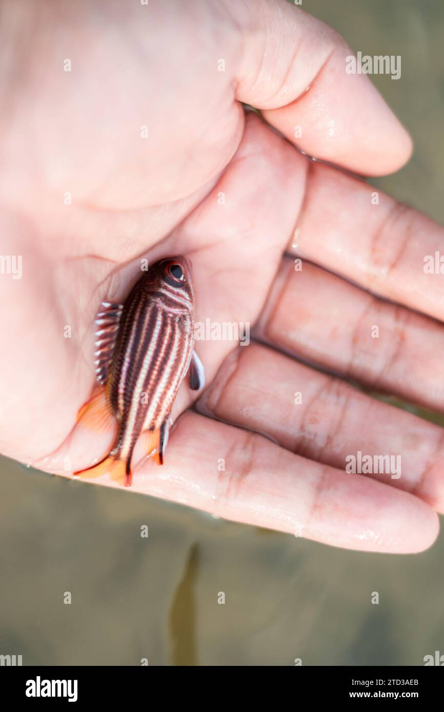 Rothackhörnchen (Sargocentron rubrum) in der menschlichen Hand Stockfoto