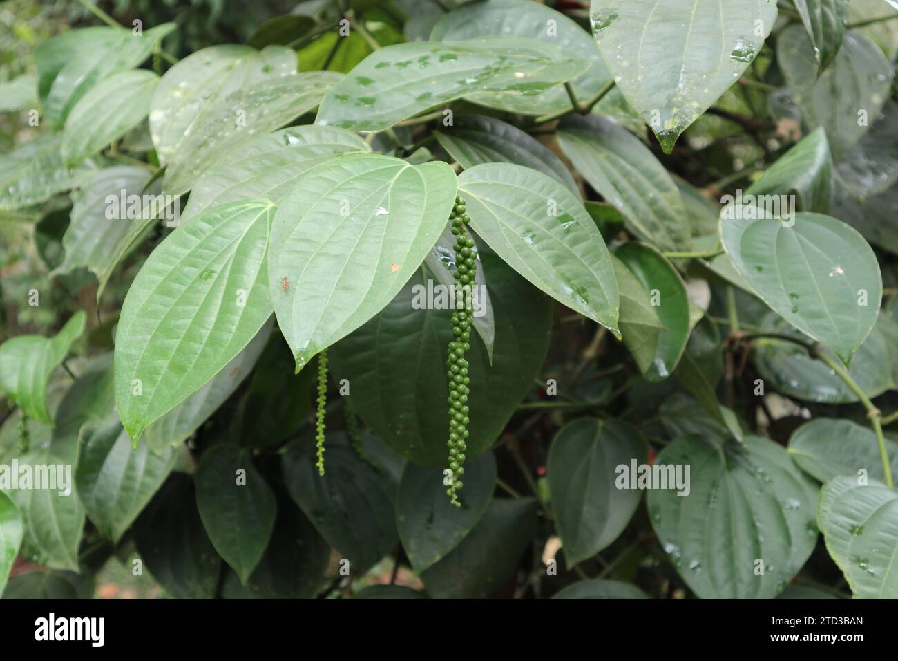 Ein grüner Pfefferkornspike, der von einer schwarzen Pfefferrebe (Piper nigrum) hängt. Diese wachsende grüne Frucht mit Pfefferspitze hängt Stockfoto