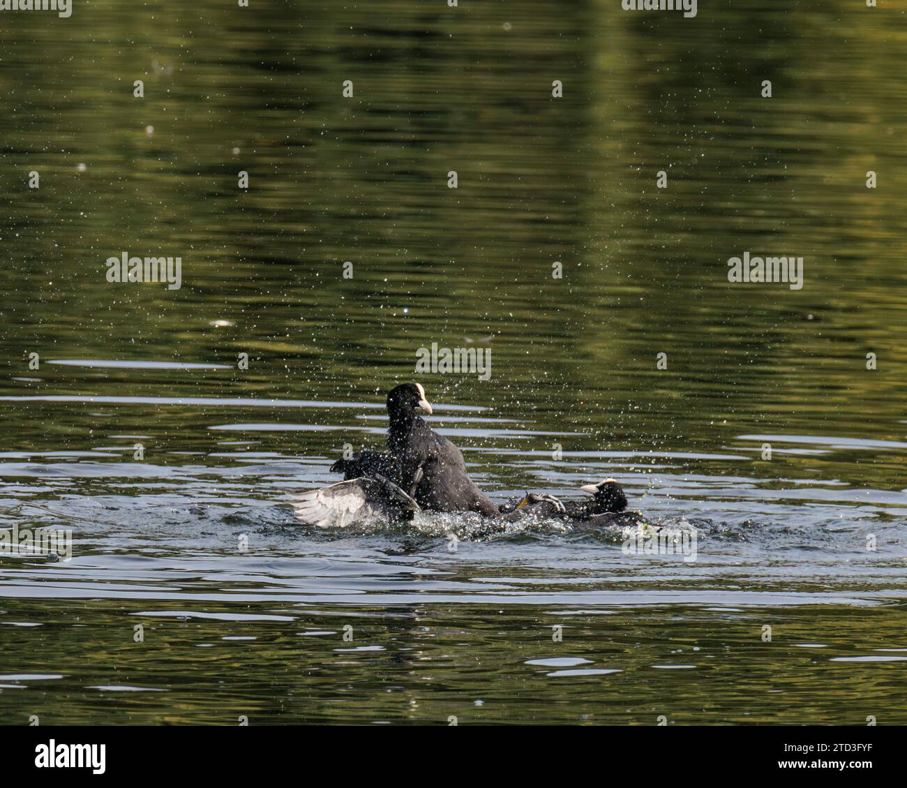 Zwei eurasische Hähnchen, die mit ihren Füßen kämpfen und im Wasser plätschern Stockfoto